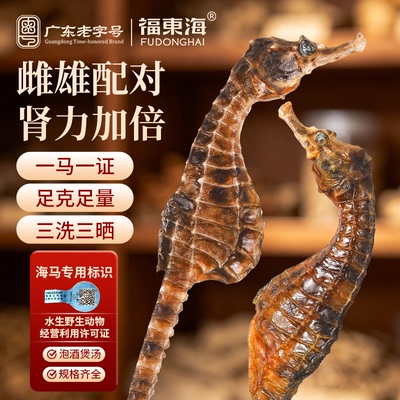 福东海海马煲汤药材正品泡酒