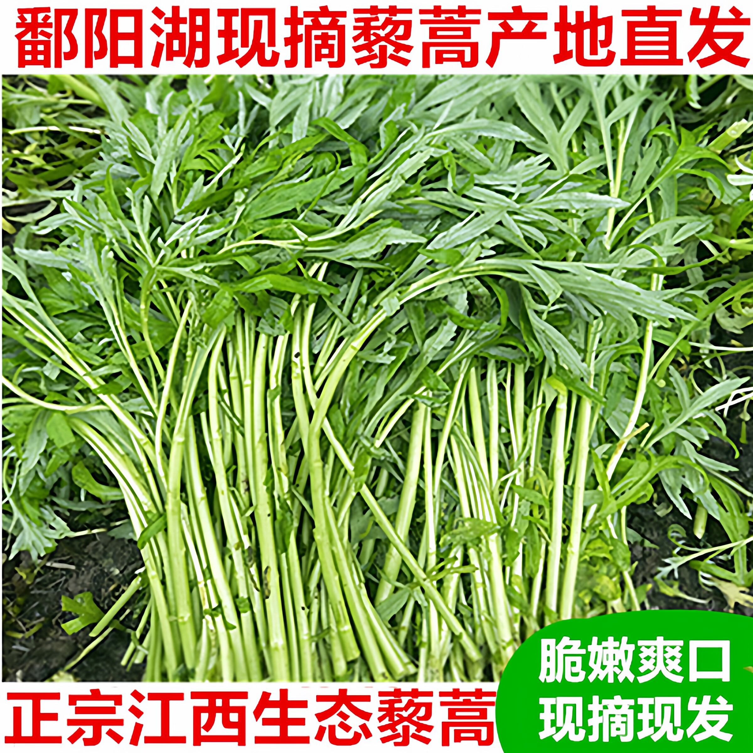 5斤江西鄱阳湖藜蒿新鲜带叶农家芦蒿蓠蒿黎蒿泥蒿当季现摘蔬菜
