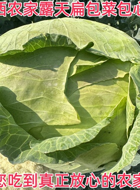 10斤农家自种露天包菜现摘莲花白卷心菜绿甘蓝圆青菜当季绿色蔬菜