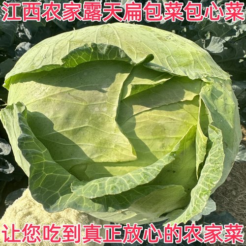 10斤农家露天现摘当季卷心菜