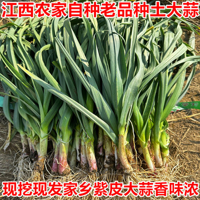 3斤江西余干土大蒜家乡老品种