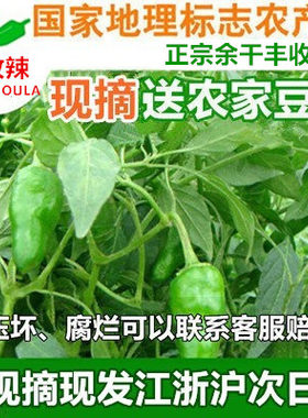 10斤正宗余干丰收辣椒枫树辣椒
