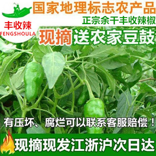 10斤江西特产正宗余干丰收辣椒枫树辣椒农家土辣椒青辣椒新鲜现摘