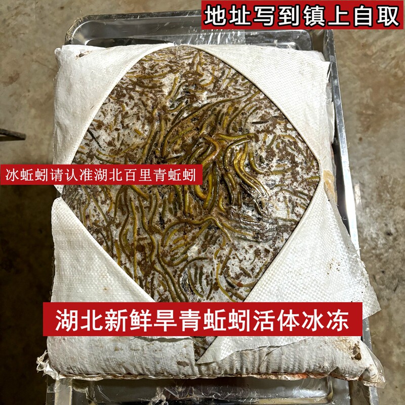 湖北速冻野生青蚯蚓钓黄鳝野生黑蚯蚓特大冰蚯蚓养殖黄鳝开口饵料