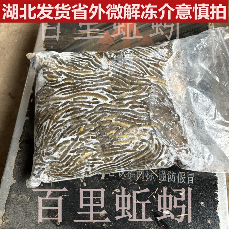 湖北速冻活体青蚯蚓钓黄鳝野生黑蚯蚓特大冰蚯蚓养殖黄鳝开口饵料