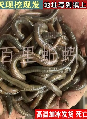 湖北鲜活大青蚯蚓钓黄鳝钓鱼活饵