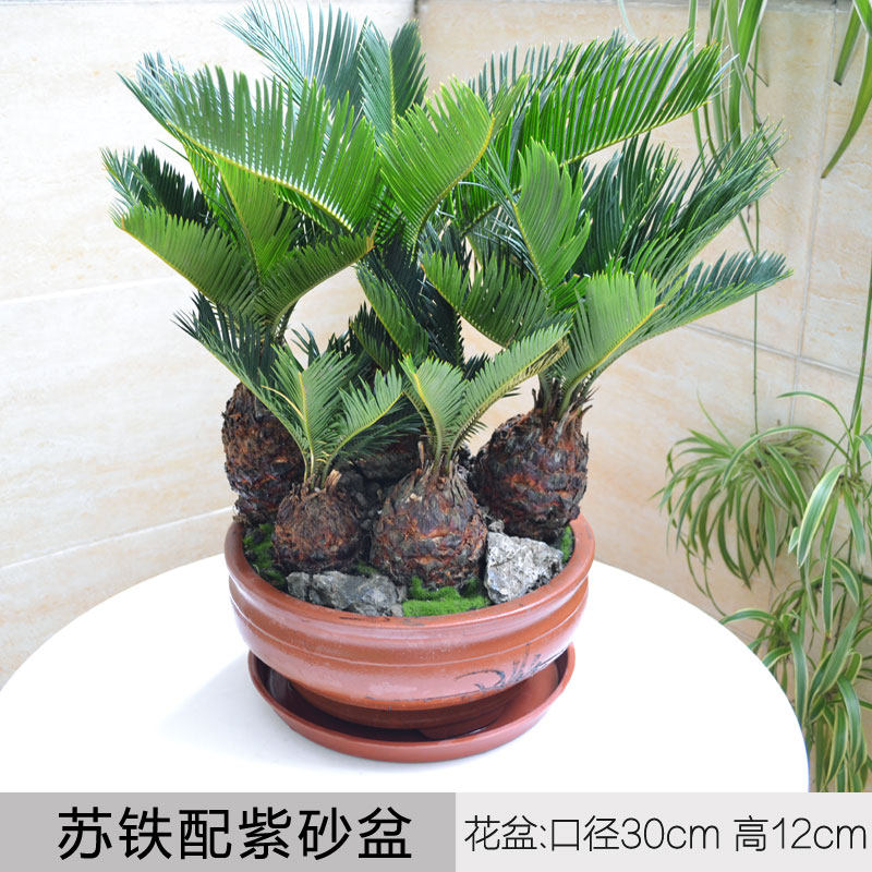 铁树组合盆景/苏铁盆栽/老板桌面/室内办公室客厅/礼品盆栽植物