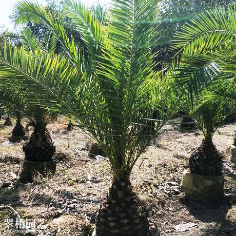 海枣/中东海枣/银海枣/庭院花园风景树/景观植物/重庆绿化苗木