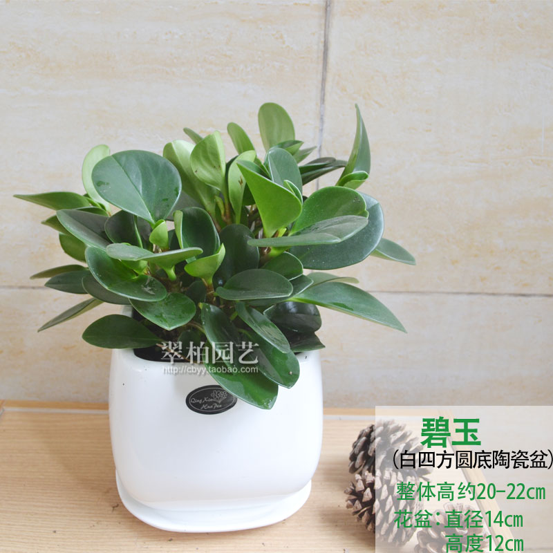 碧玉/豆瓣绿/豆瓣草/防辐射植物/