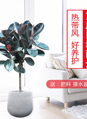 黑金刚/橡皮树/盆景植物/室内绿植//开业庆典/吸毒除尘/绿化植物