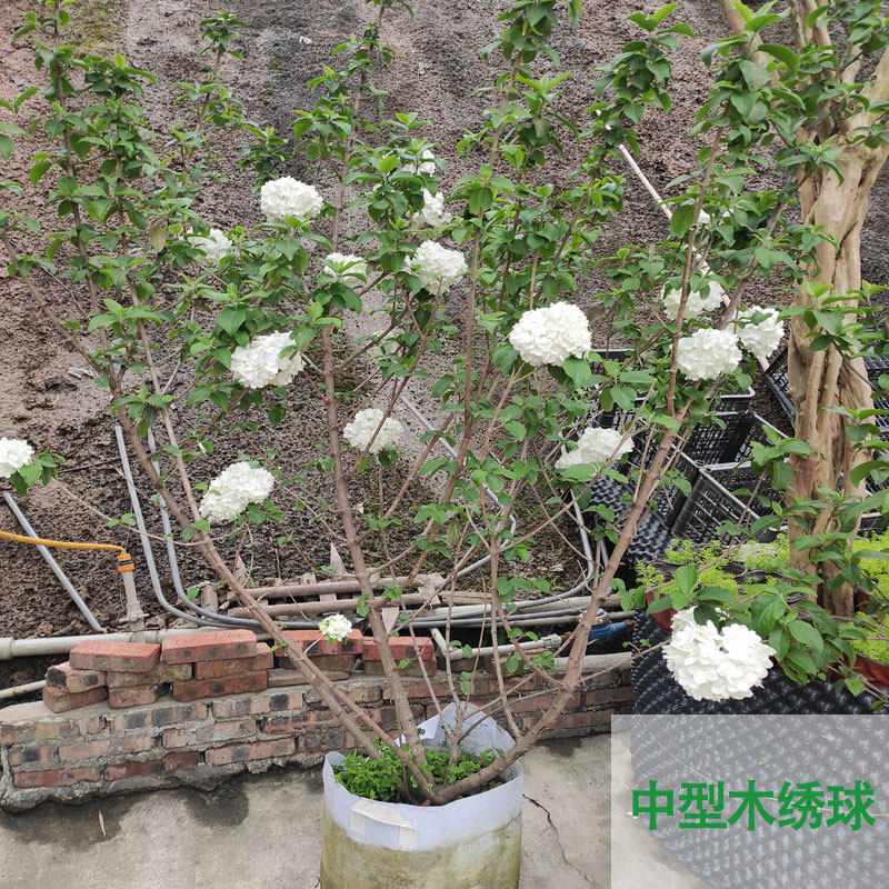 木绣球/丛生斗球花/庭院灌木绿化/洋房别墅花园/名贵花卉/熟货