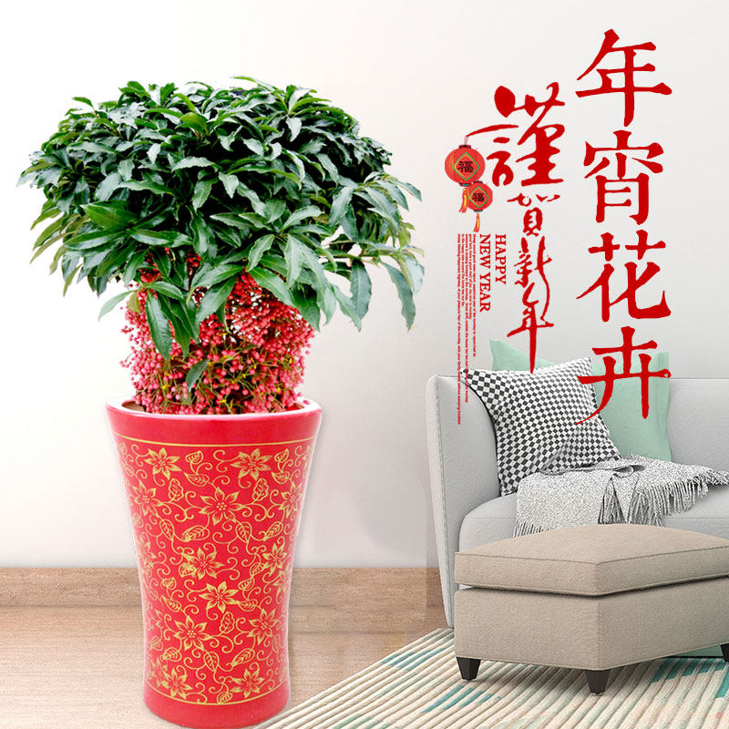 黄金万两招财进宝年宵花卉朱砂根