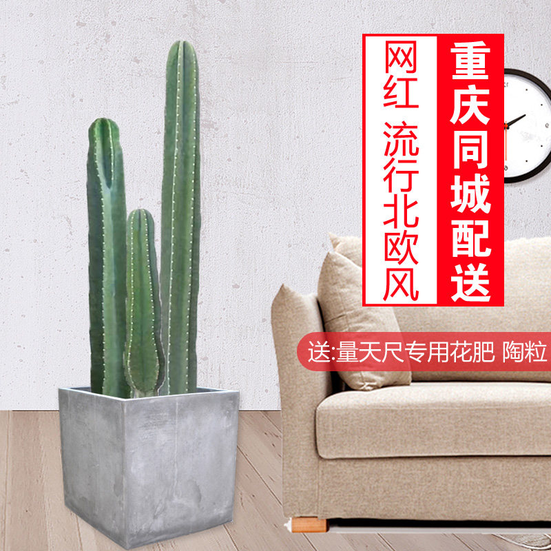 量天尺/3株步步高仙人柱/将军柱/无刺仙人掌/多肉植物盆栽/防辐射