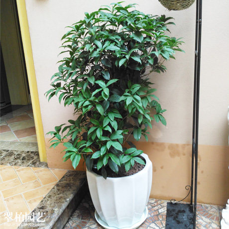 桂花盆景/四季桂盆栽/四季金桂/室外阳庭院植物/阳台花园花卉