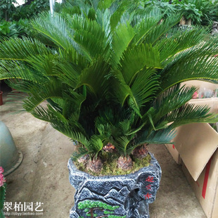 铁树盆景/风水植物/旺财旺宅/室外盆栽/庭院花卉/四季常绿/苏铁