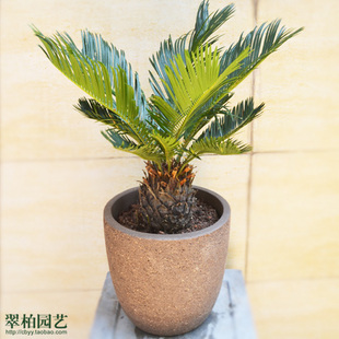 铁树/小苏铁盆景/风水植物/除煞气/室外花架小盆栽/阳台花卉
