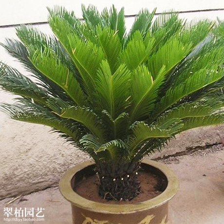 铁树/苏铁/盆栽花卉/绿色植物/四季常青花卉/大盆景