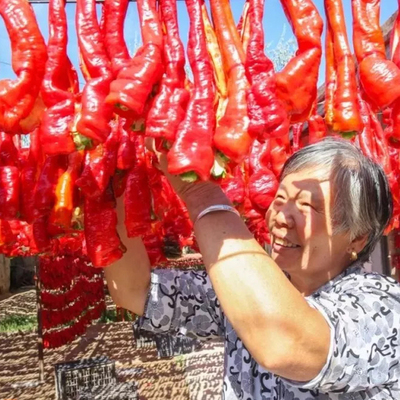 新疆安集海辣皮子辣椒肉三塘湖