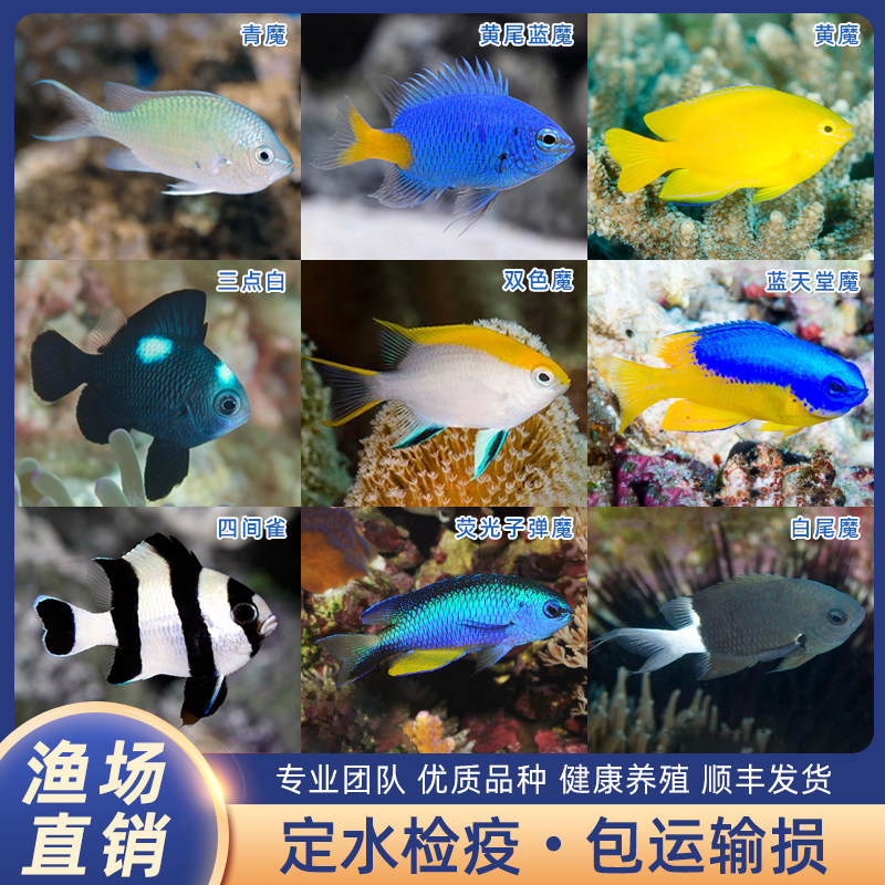 青魔黄尾蓝魔蓝天堂魔三间雀星点魔三点魔雀鲷闯缸鱼海水鱼已检疫