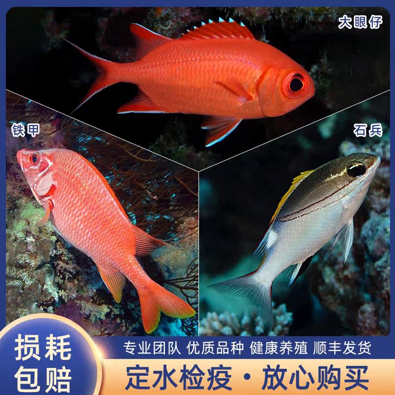 无斑大眼仔鱼铁甲兵鱼石兵鱼海水鱼缸观赏鱼定水检疫好养鱼