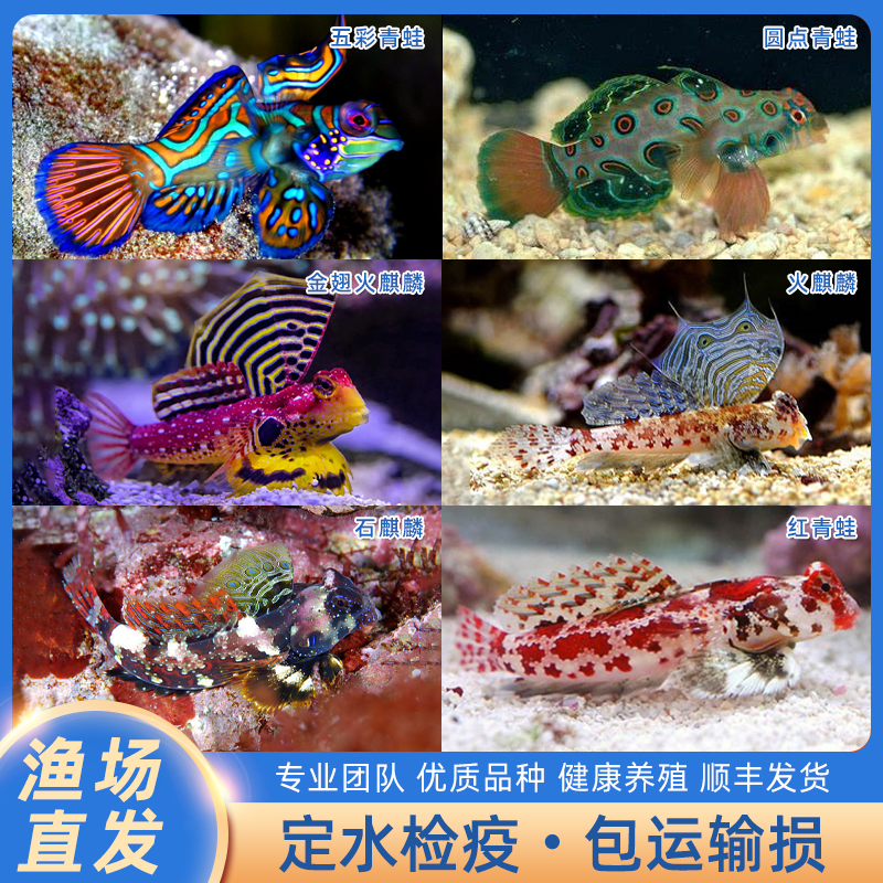 五彩青蛙金翅火麒麟虾虎鱼吃虫子海水缸观赏鱼定水检疫