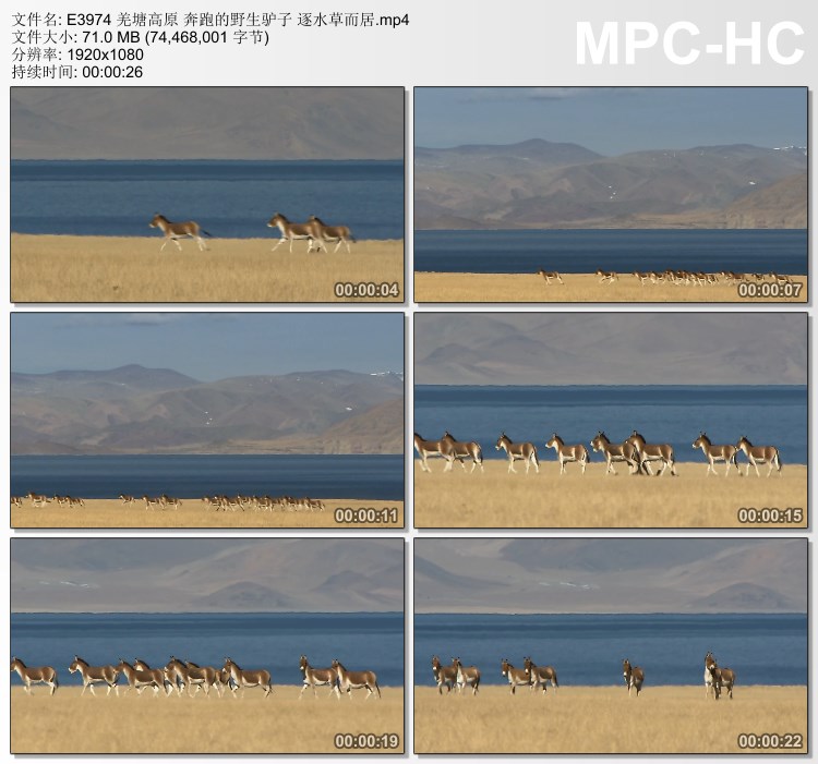 羌塘高原奔跑的野生驴子逐水草而居高清 实拍视频素材