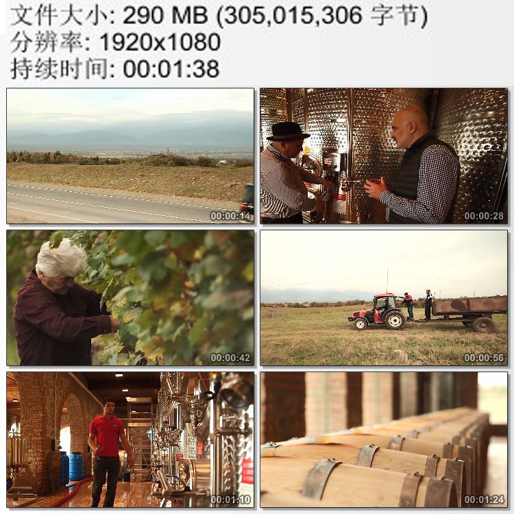 丝绸之路 格鲁吉亚的葡萄酒酿造厂 葡萄园采摘 高清视频素材实拍