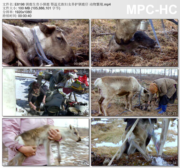 驯鹿生育小驯鹿鄂温克族妇女养护驯鹿仔 动物繁殖 实拍视频素材