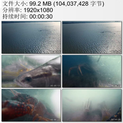 江苏太湖淡水养殖 渔民在湖底布置迷魂阵捕捞鱼虾 实拍视频素材