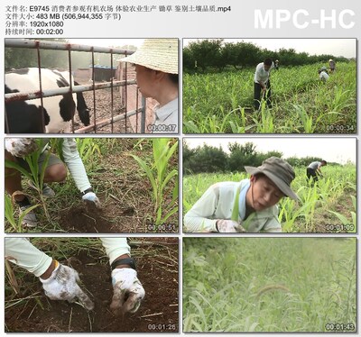 消费者参观有机农场 体验农业生产锄草鉴别土壤 高清实拍视频素材