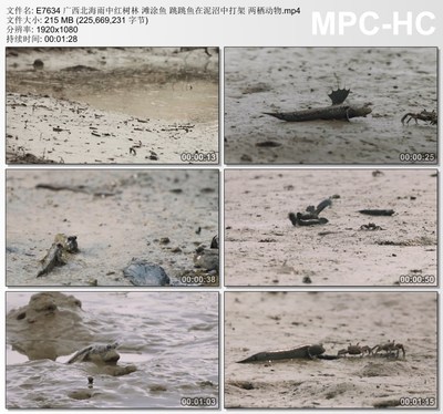 广西北海雨中红树林滩涂鱼跳跳鱼泥沼中打架两栖动物实拍视频素材