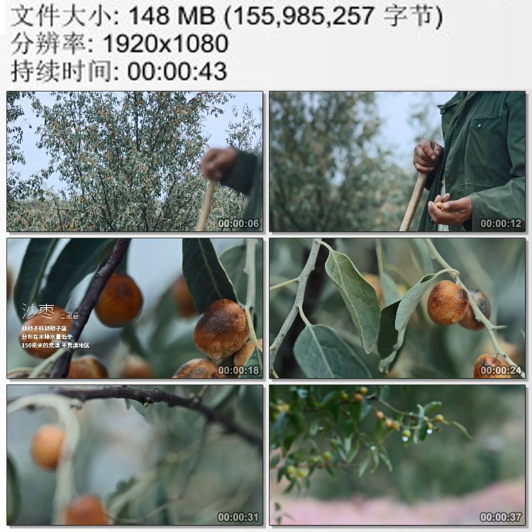 西北干旱地区沙枣七里香 风沙荒漠地区植被绿化 高清实拍视频素材