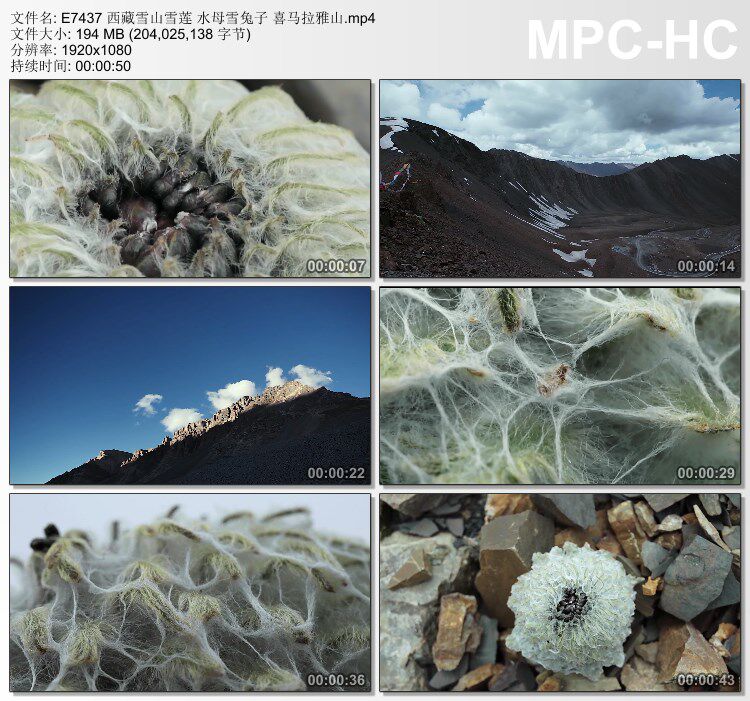 西藏雪山雪莲 喜马拉雅山 高清实拍视频素材