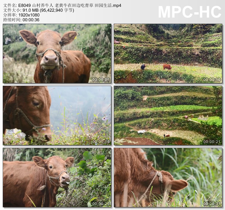 山村养牛人 老黄牛在田边吃青草 田园生活 高清实拍视频素材
