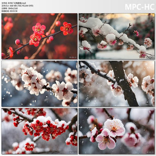 4k红梅意境慢动作下雪梅花中国风冬天梅花文学读书背景视频素材
