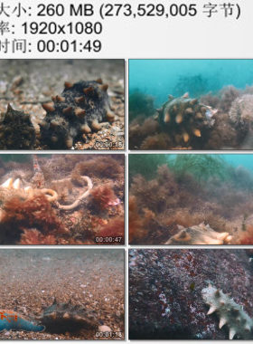水下拍摄海底海参 海参的神奇生存模式 高清实拍视频素材