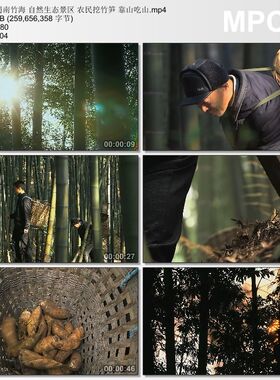蜀南竹海自然生态景区 农民挖竹笋 靠山吃山 高清视频实拍素材