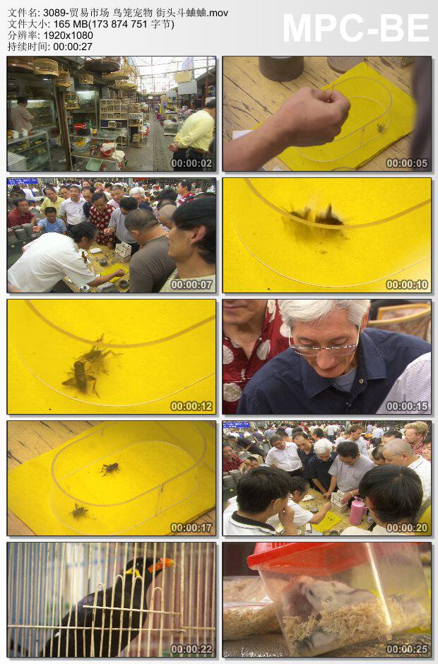 贸易市场鸟笼宠物 街头斗蛐蛐 实拍动态视频素材