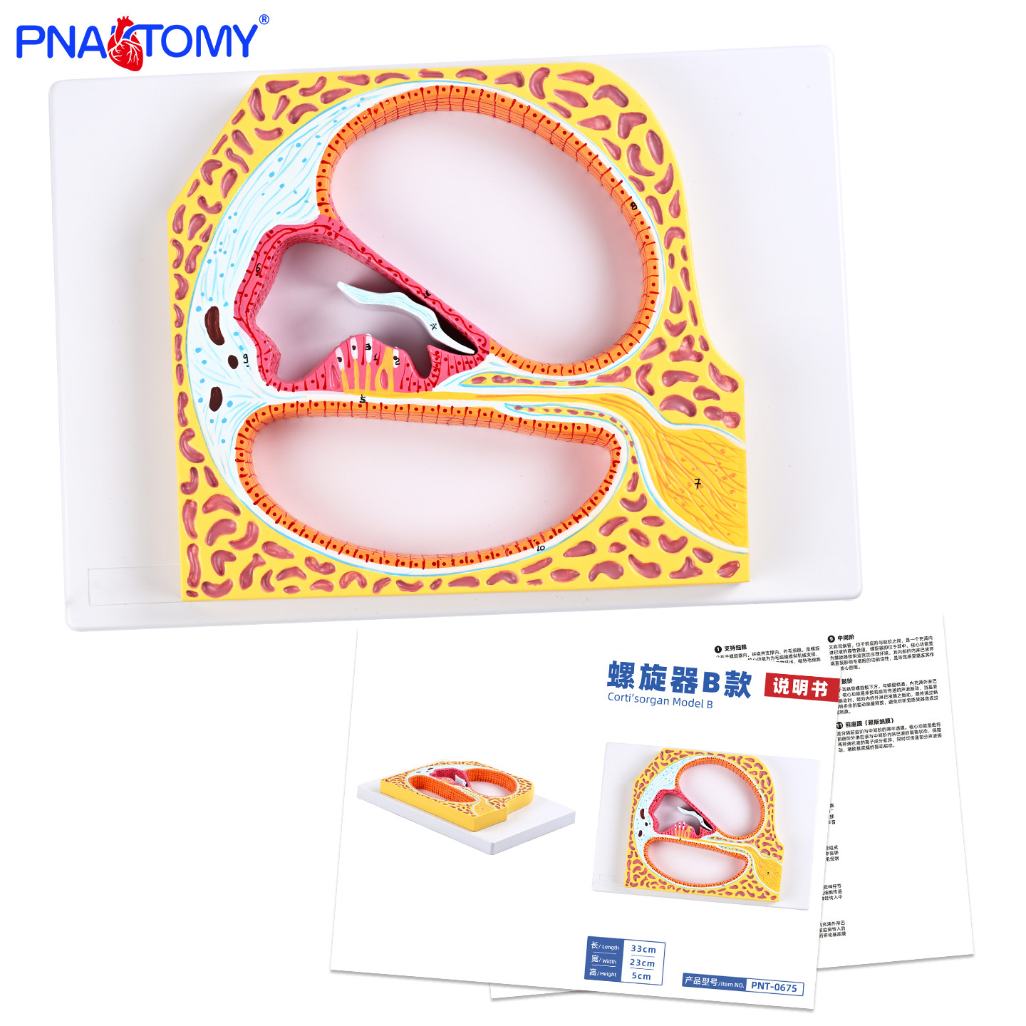 螺旋器B款解剖模型科蒂氏器内毛细胞外毛细胞柱细胞展示内耳蜗鼻,文具电教/文化用品/商务用品,教学标本/模型,淘宝优惠券,粉丝福利购,淘宝优惠卷