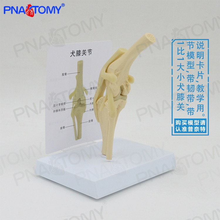 狗骨头模型素材模板 狗骨头模型图片下载 小麦优选