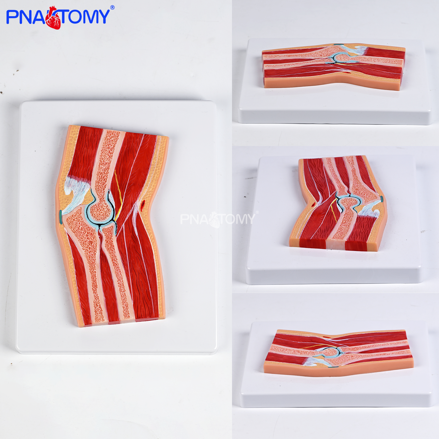 人体肘关节剖面模型屈伸结构直观医用教学演示剖面细节清晰教具学