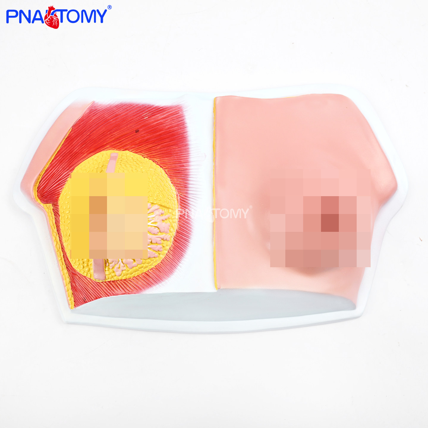 乳房解剖模型女性胸部立体分层乳腺小叶输乳管脂肪组织胸大肌展示,文具电教/文化用品/商务用品,教学标本/模型,淘宝优惠券,粉丝福利购,淘宝优惠卷