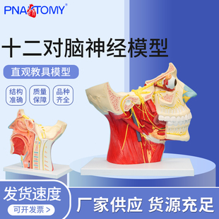 十二对脑神经解剖模型嗅神经视神经动眼神经束核团颅脑结构神外科