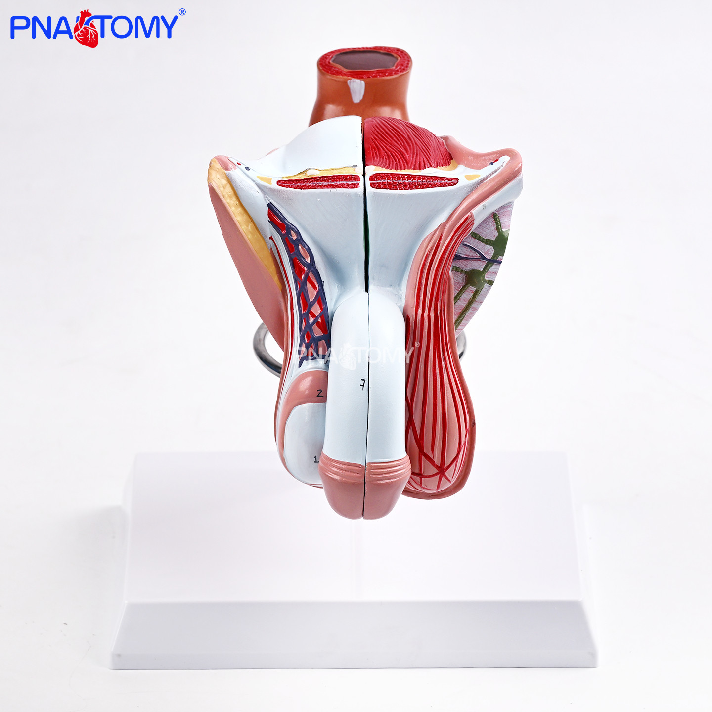 男性内外生殖器模型带支架4部件可拆附睾丸输精管前列腺泌尿外科,文具电教/文化用品/商务用品,教学标本/模型,淘宝优惠券,粉丝福利购,淘宝优惠卷