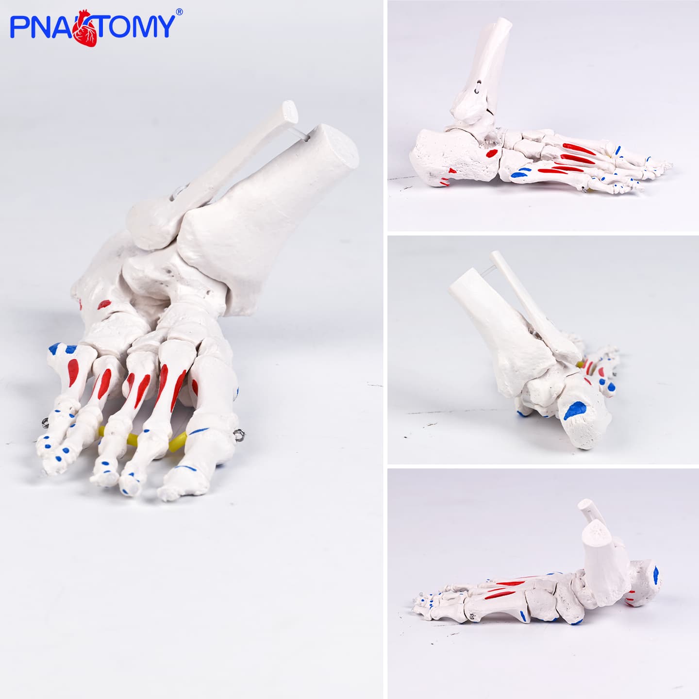脚骨模型带肌肉起止点弹性绳演示足部解剖结构医用教学运动康复标