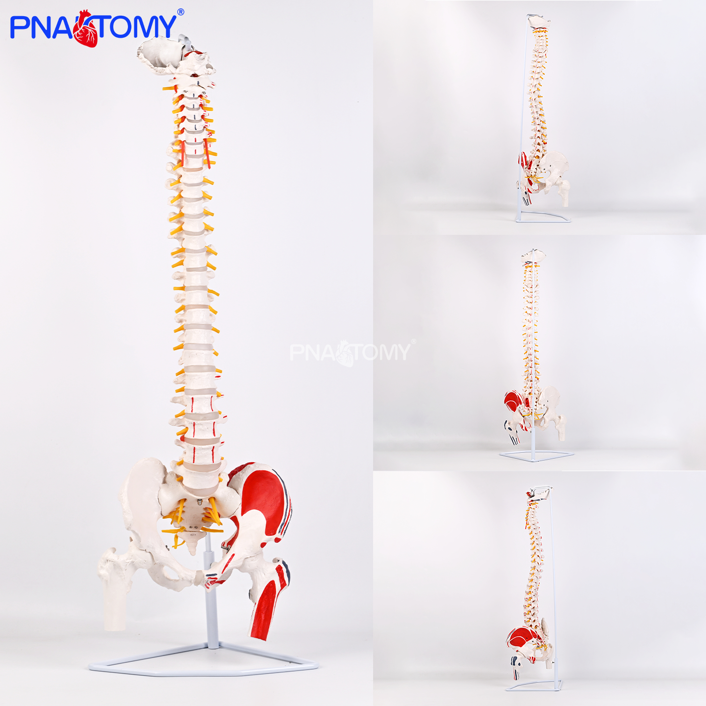 85cm肌肉起止点脊椎模型可弯曲带骨盆股骨骶骨可打开医用解剖教学