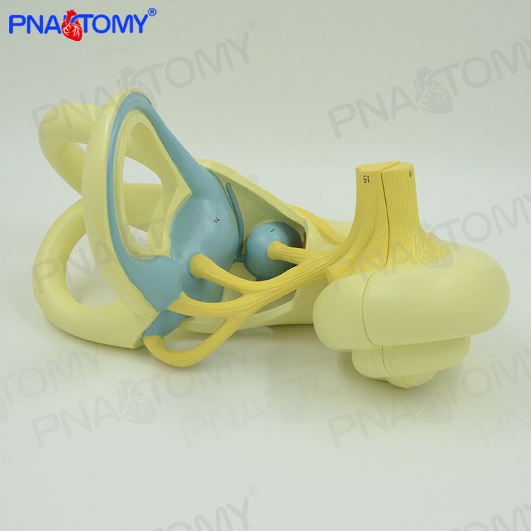 人体听小骨鼓膜内耳迷路蜗神经放大模型听力听觉系统五官神经科