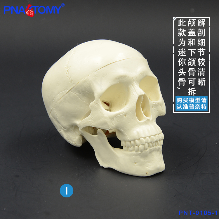 小型教学医用口腔人头骨模型仿真可拆卸骷髅头模型美术素描写生