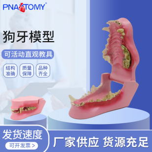 狗牙齿病理犬口腔模型动物解剖教学演示兽医犬科教学宠物模型畜牧