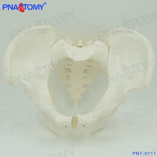 人体男性骨盆骨骼骨架模型1比E1大小医用教学正骨骨科教具